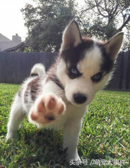 佛系哈士奇,哈士奇头顶三把火混一起的不纯吗