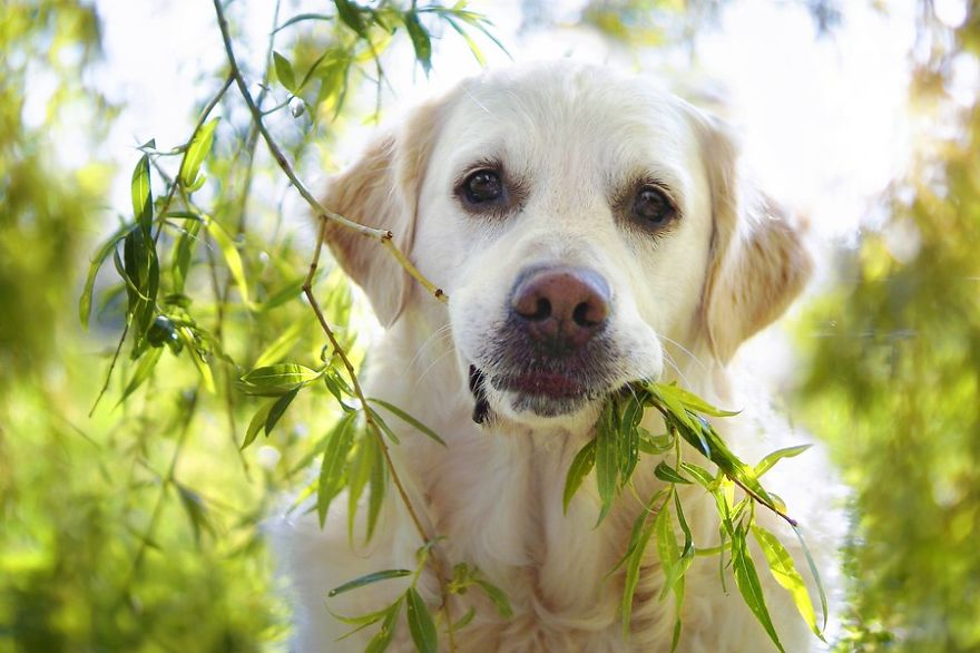 小狗乱拉屎拉尿,小狗要怎么训练拉屎拉尿