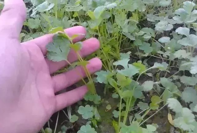 阳台种菜的方法和技巧大全集,阳台种菜的方法和步骤图