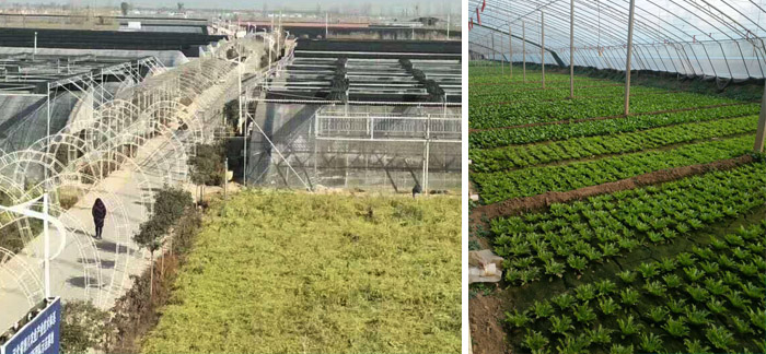 肥料行业套路大揭秘,肥料市场的前景