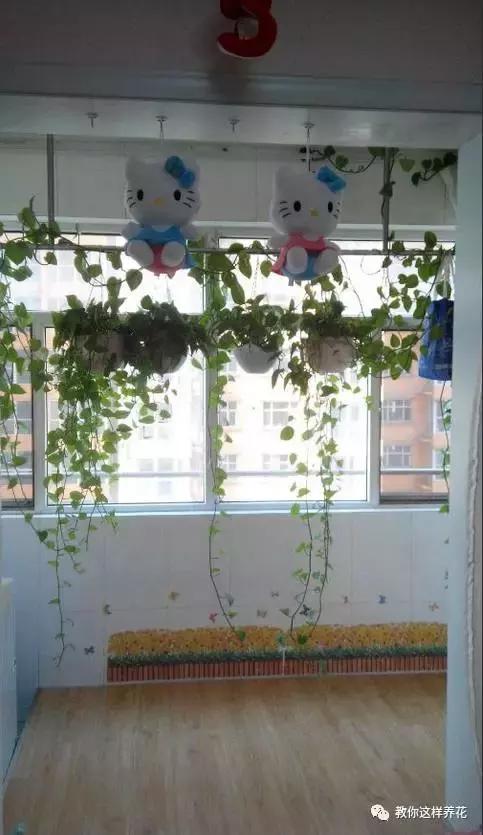 绿萝能用绳子捆上吗,绿萝扎根绳子的方法