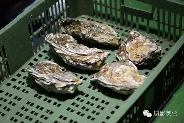 西雅图海边生蚝,全球最好吃的生蚝牡蛎