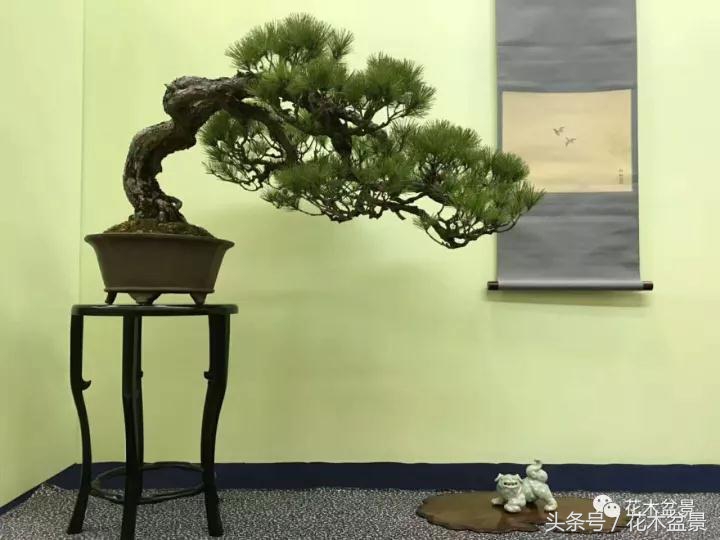 制作黑松高杆盆景之要领,黑松盆景用深盆还是用浅盆