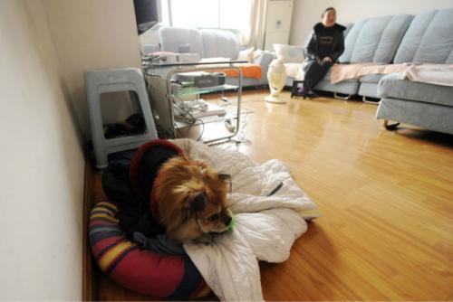 狗狗喜欢怎么样玩,狗狗喜欢什么样的环境