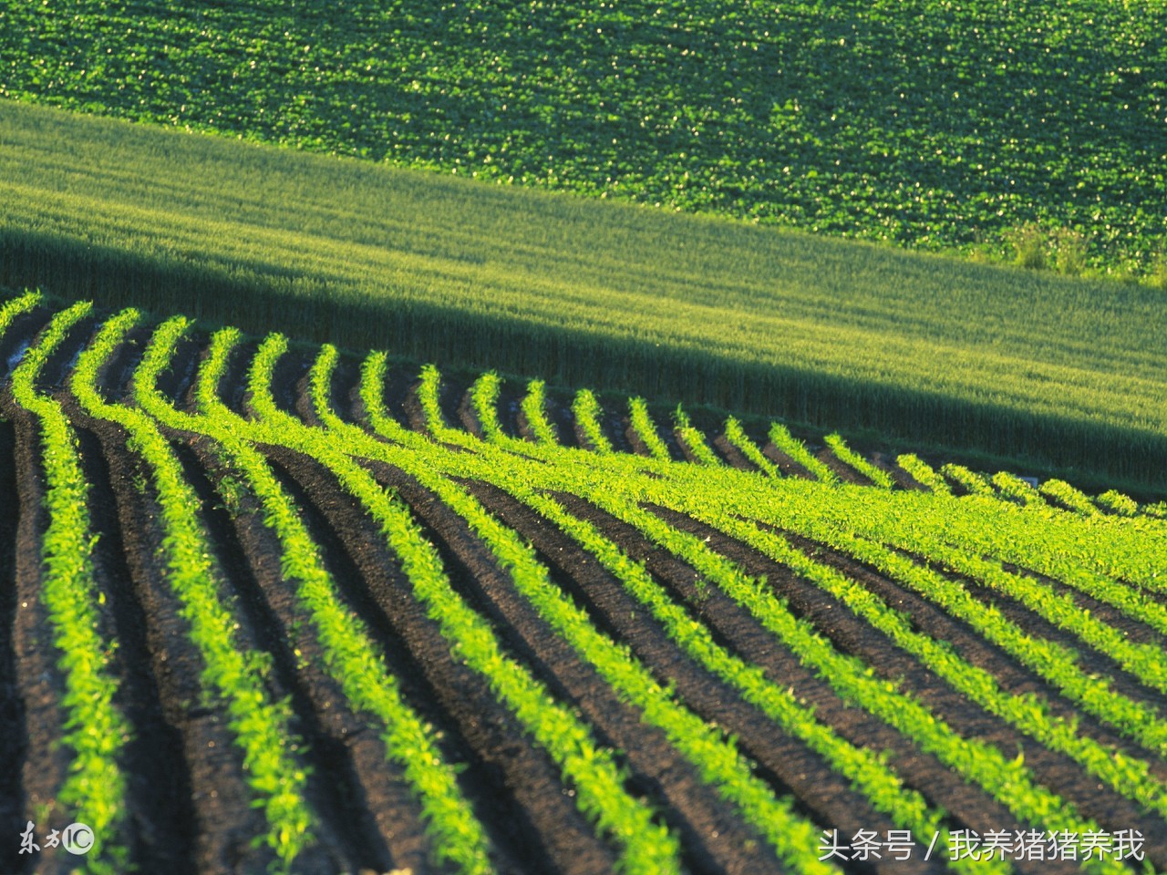 2019年可以申报的农业项目,2018下半年农业项目申报