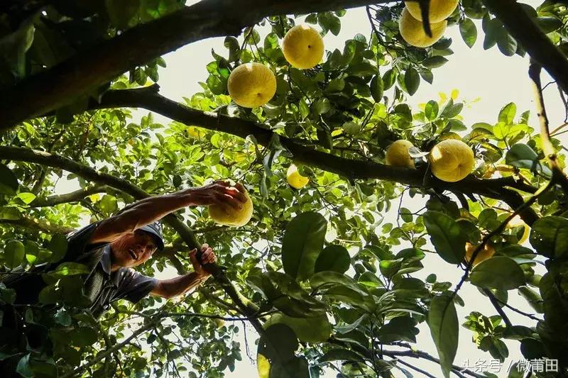 这是我的家乡闽南语,这是我的家乡全部视频