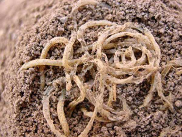 中国有哪些逆天的*物文**?