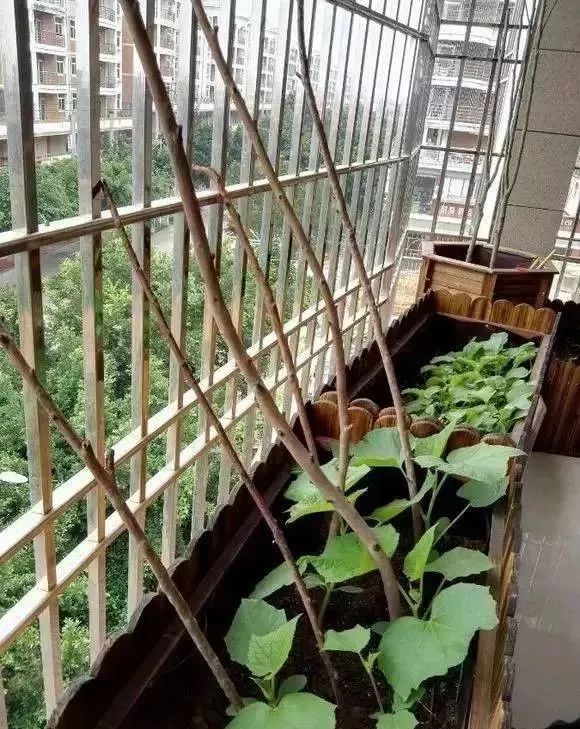 阳台种菜的方法和技巧大全集,阳台种菜的方法和步骤图