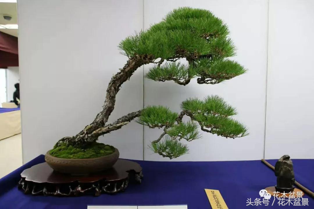 制作黑松高杆盆景之要领,黑松盆景用深盆还是用浅盆