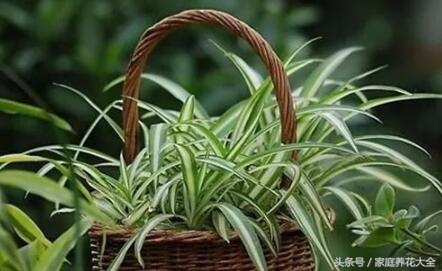 花卉施肥硫酸亚铁过量后果,花草施肥过量怎么挽救