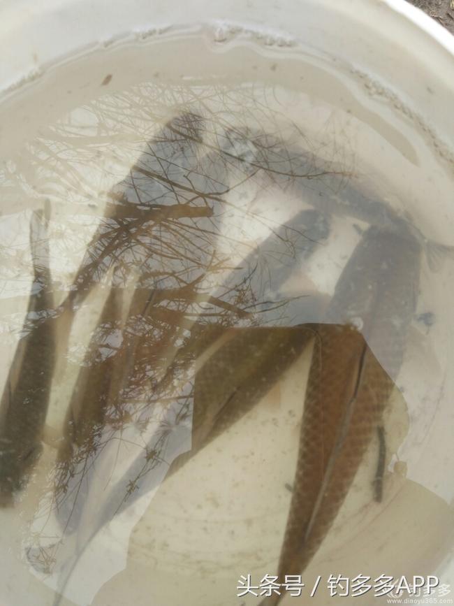 钓鱼新手如何做到钓鱼大师,一个合格钓鱼人应该具备的知识