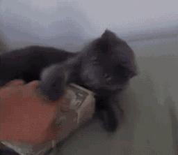 网上买的猫靠不靠谱,买猫最好到宠物店买还是到网上买