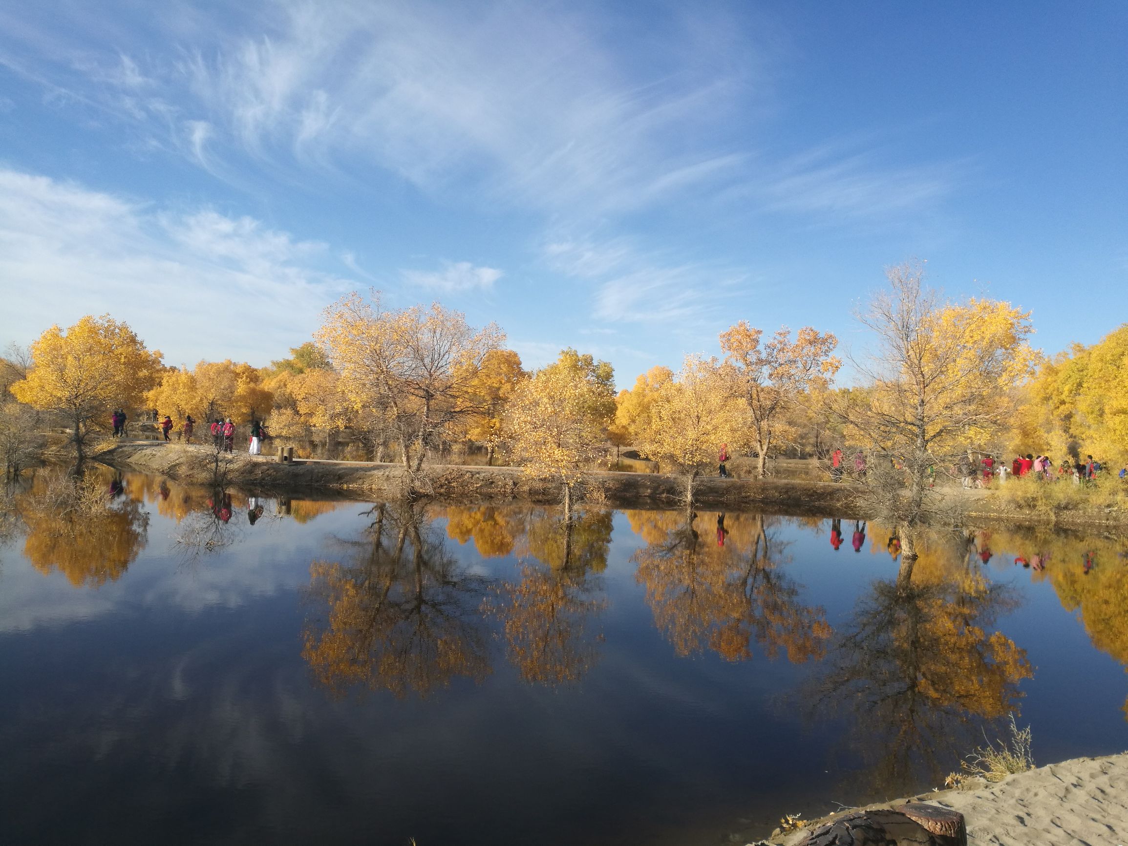 西北胡杨林旅游攻略,大西北环线胡杨林十日游