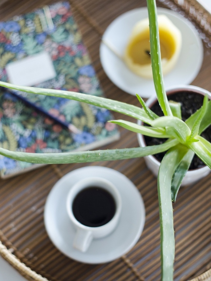 净化空气吸甲醛最好的植物排名,新的一年绿植