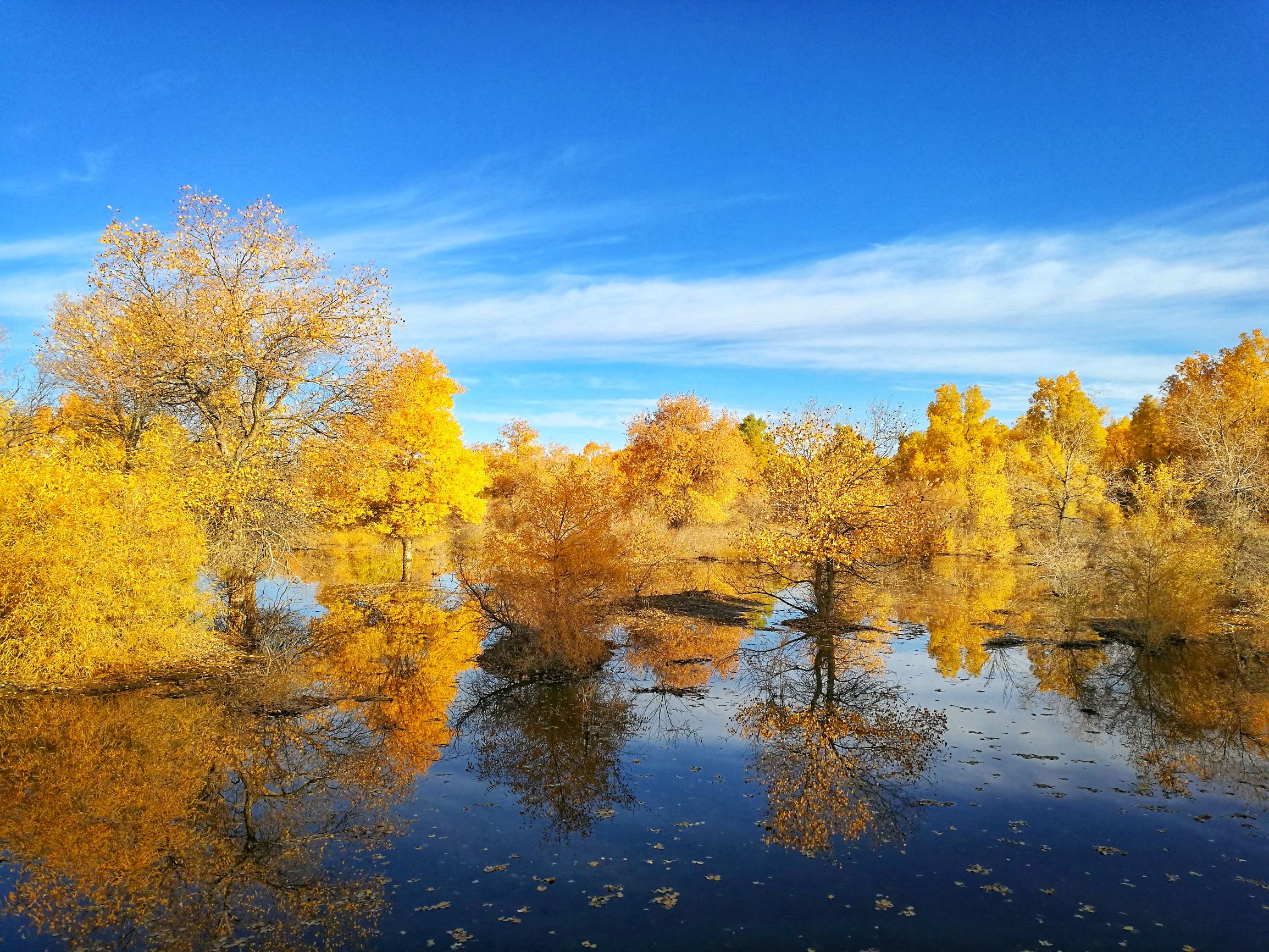 西北胡杨林旅游攻略,大西北环线胡杨林十日游