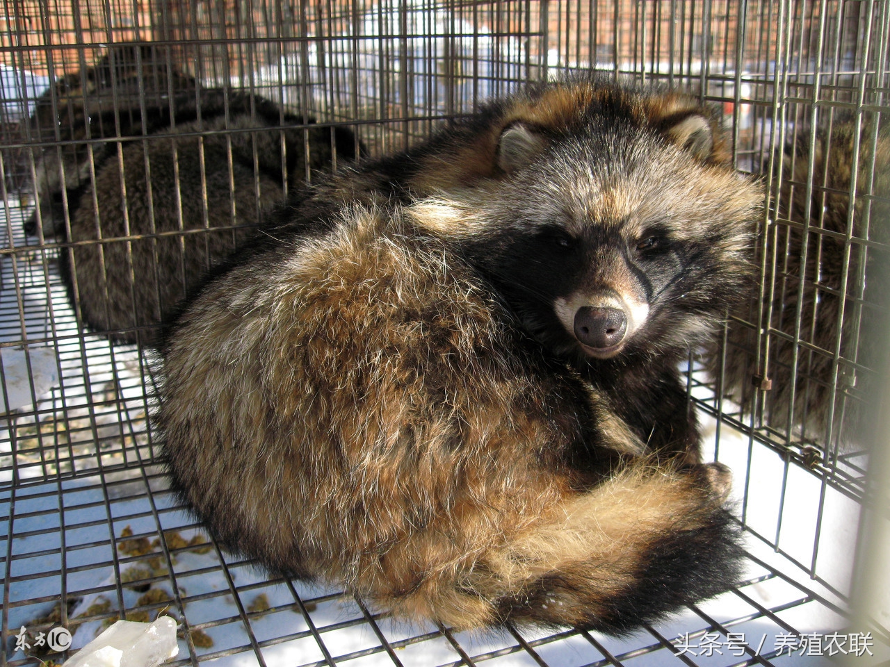 幼貉的饲养方法,貉子养殖教学