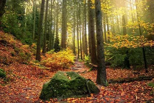 适合家具的木材,北方适合什么木材的家具