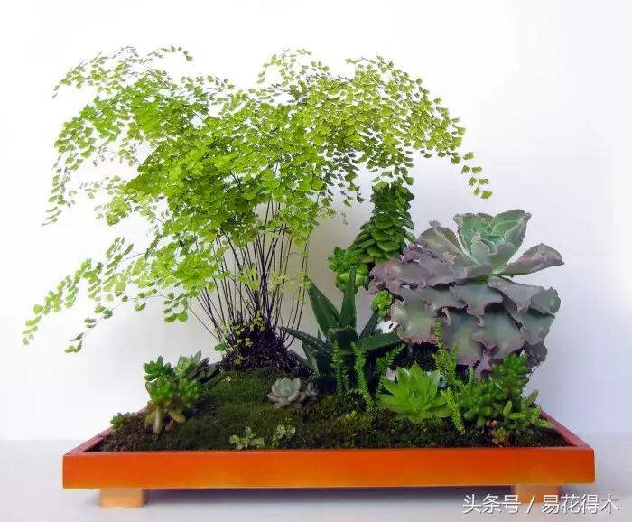 细叶铁线蕨介绍,少女发丝