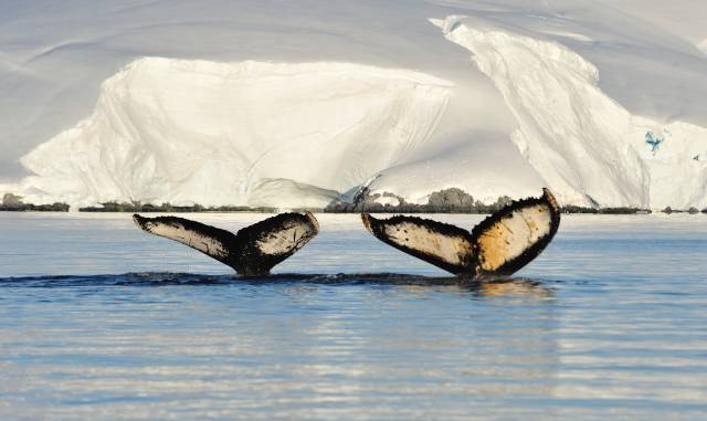 通往南极地下的水道,地球之极破冰船南极之旅