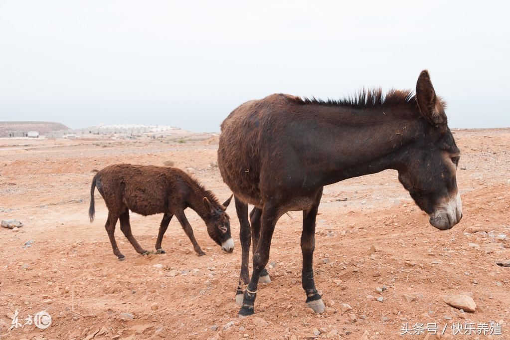 今年养驴的前景怎样,最近几年养驴前景会好吗