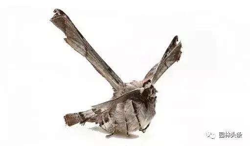 园林树木虫害防治方法及措施,园林虫害防治