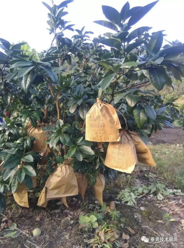 「热点」小户赚钱大户亏,为啥?省力化栽培是柑桔发展的趋势!