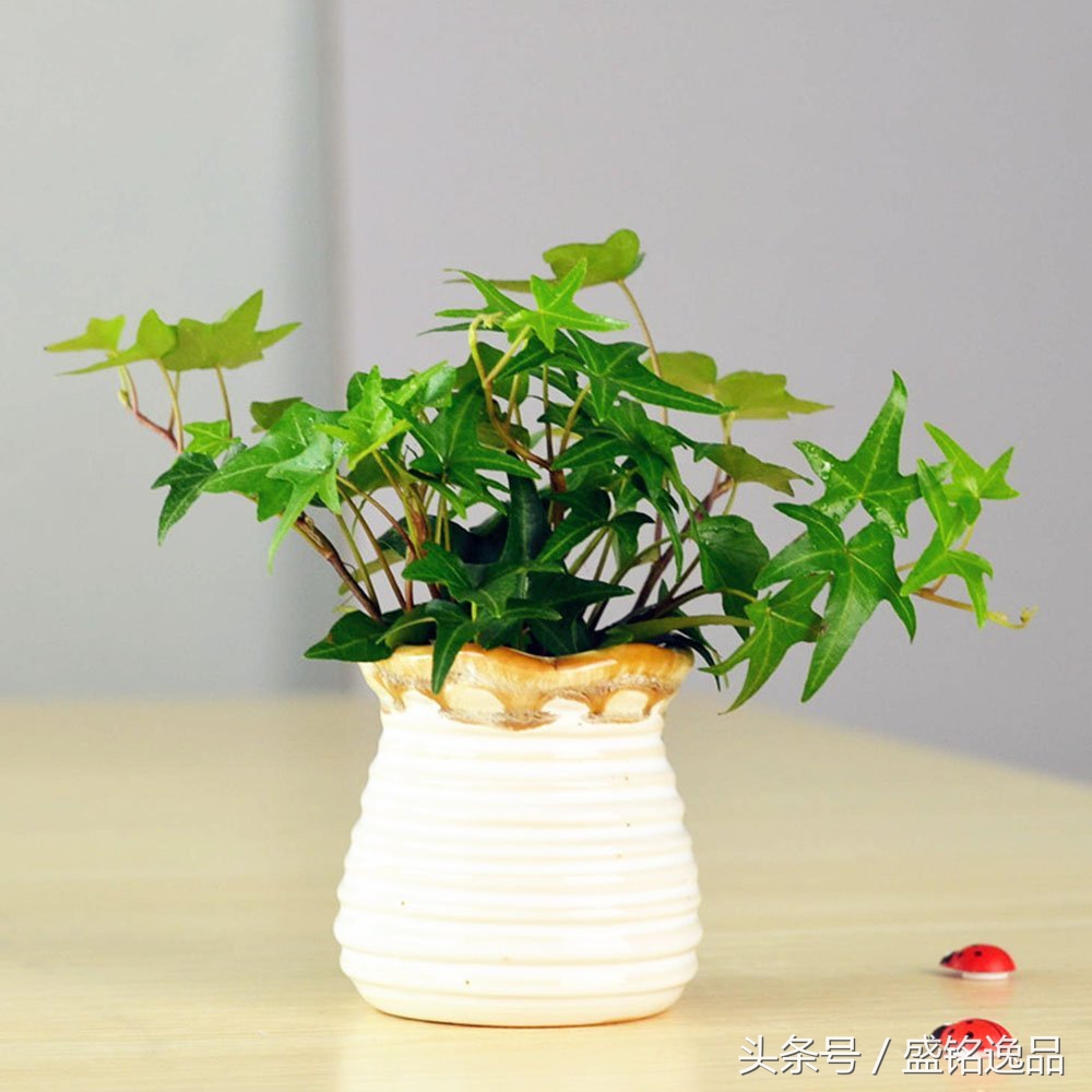 什么植物耐冻耐寒又吸收甲醛,吸收甲醛最厉害的十大植物