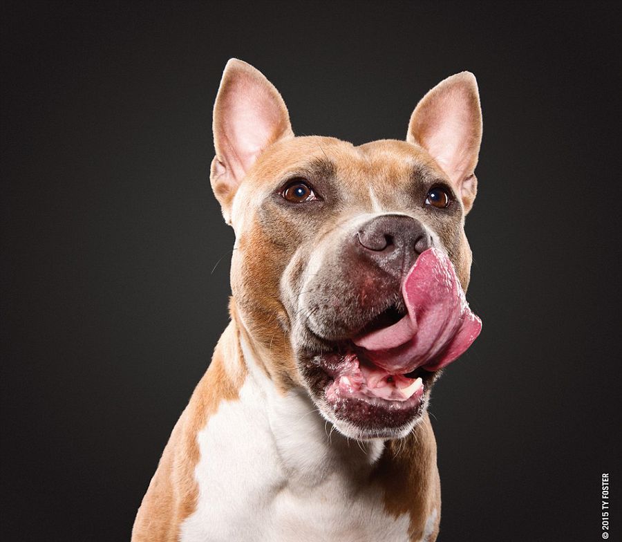 狗狗的鼻子褪色是怎么回事,狗狗的鼻头为什么会褪色