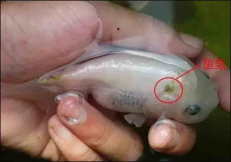 石斑鱼细菌感染用什么药治疗好,石斑鱼常见细菌病图片