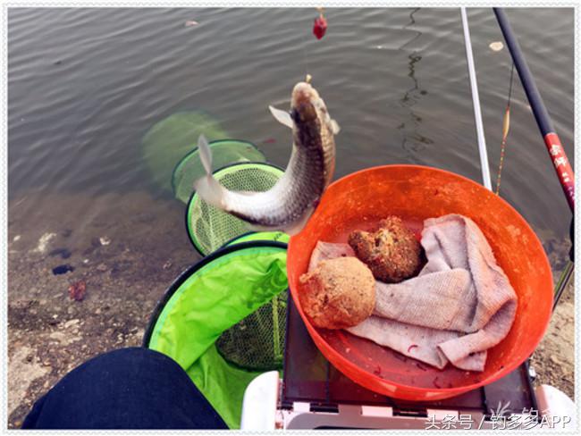 元旦出钓获大鲫，新年来个开门红