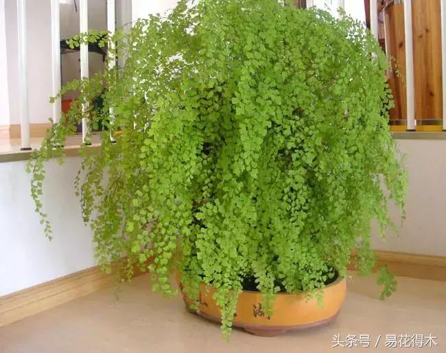 细叶铁线蕨介绍,少女发丝