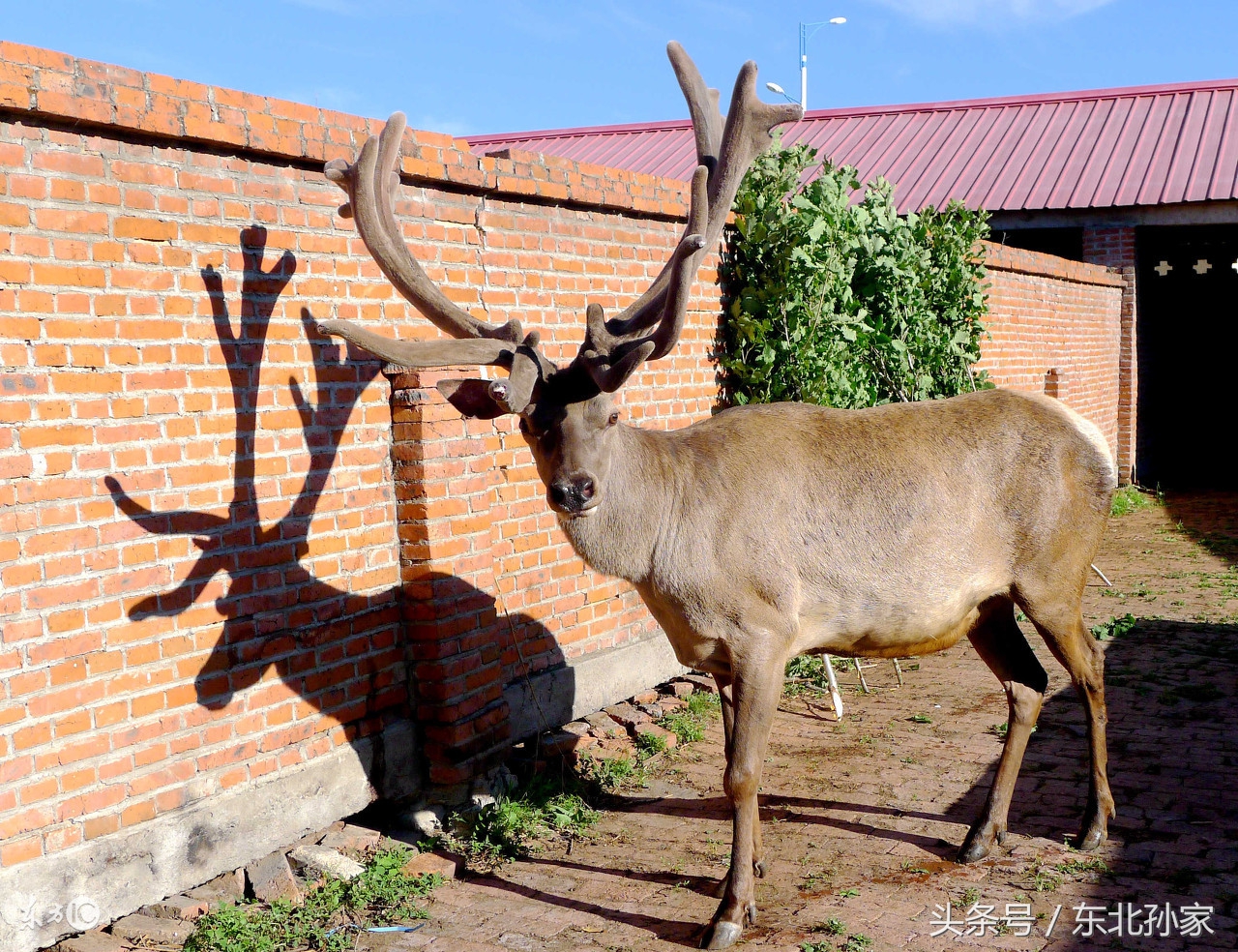 东北三宝鹿茸人参,东北三宝鹿茸的功效