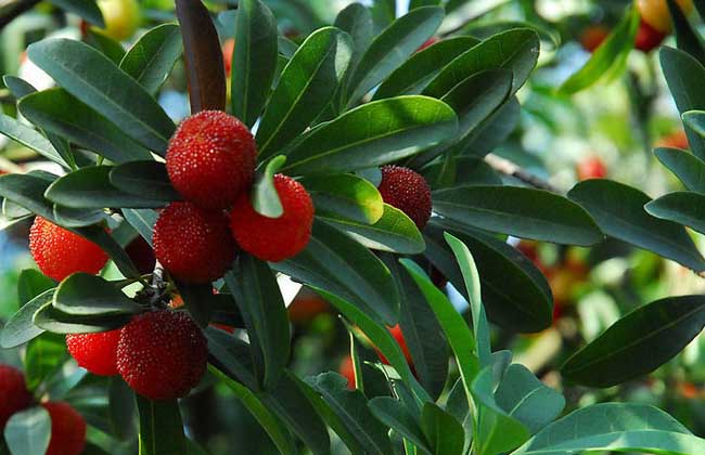 东魁杨梅和黑炭杨梅苗如何区分,东魁杨梅和黑炭杨梅哪个挂果多