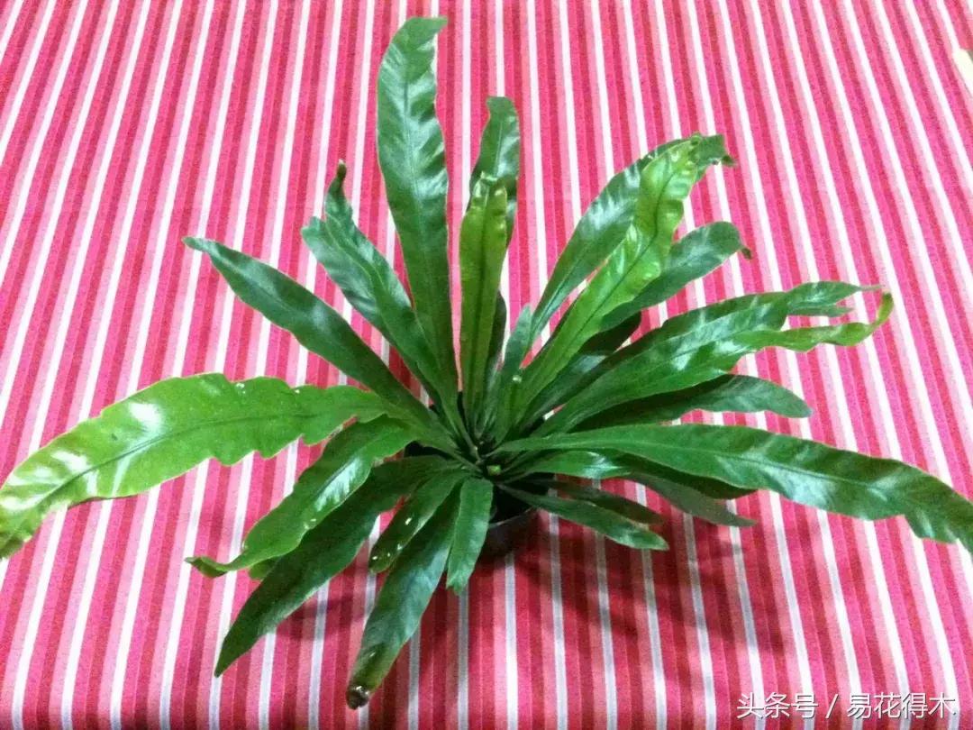 鸟巢蕨叶片发黄是什么原因,鸟巢蕨叶片怎么养护