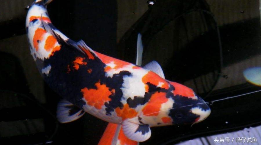 招财养哪种锦鲤最好呢,养锦鲤几条最好旺财