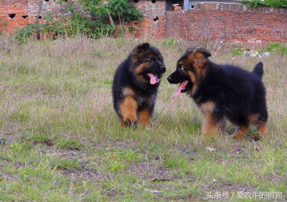 犬中*物尤**德国牧羊犬，幼犬就应该是这样的，爱狗人士看看小狗怎么样