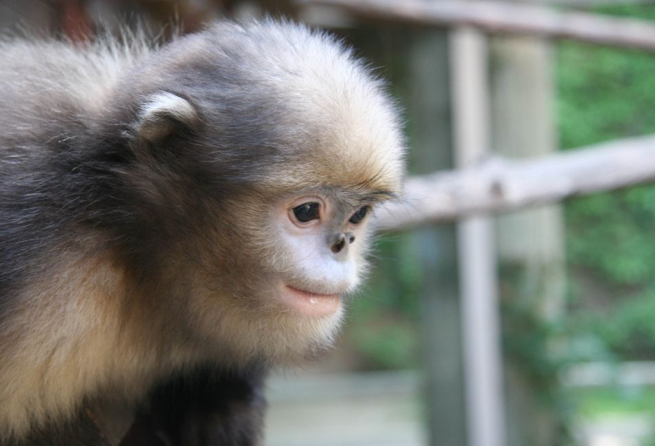 每只黔猴都需要一包“去污粉”