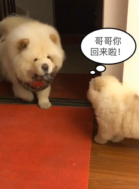 被大狗咬的小松狮,小松狮被一群狗撕咬