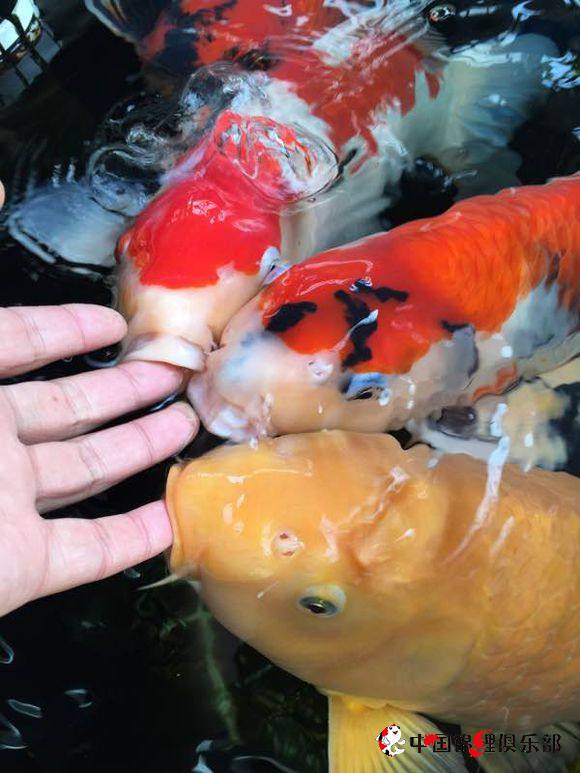 怎么才能和鱼的关系变好,怎么培养鱼