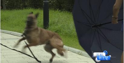 男童遭7只恶犬撕咬,小男孩被三条恶犬咬目前情况