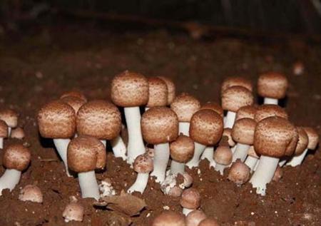 种植大棚一年收入15万元,一年种植20亩地能挣多少钱