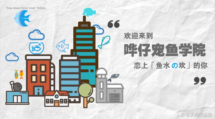 哪种观赏鱼比较好养又好看,哪种观赏鱼最好养又好看