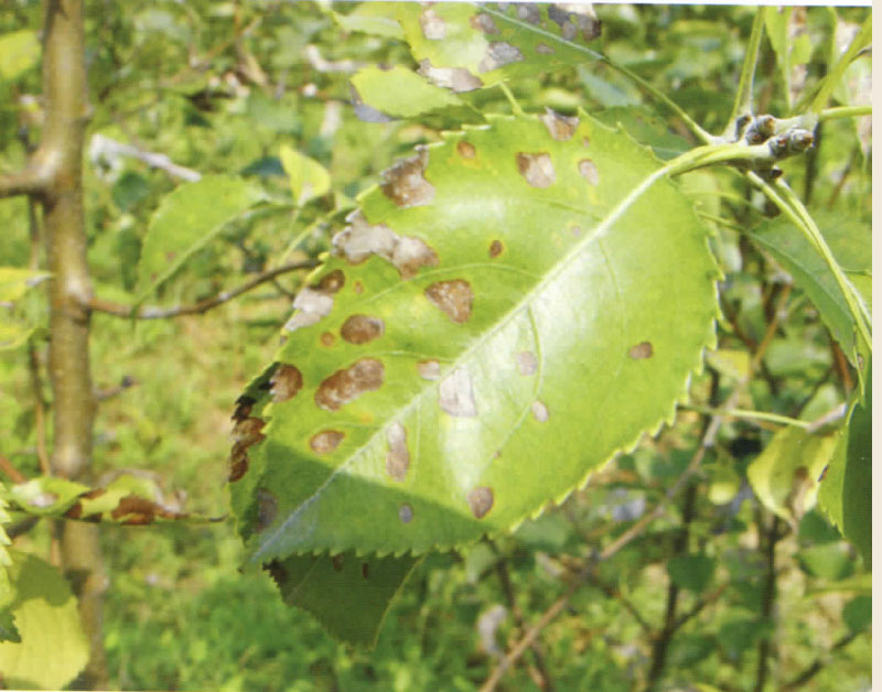 姊ㄨ鏂戠梾鐨勭棁鐘跺強闃叉不鎺柦,姊ㄨ鏂戠梾鐨勭棁鐘跺強闃叉不
