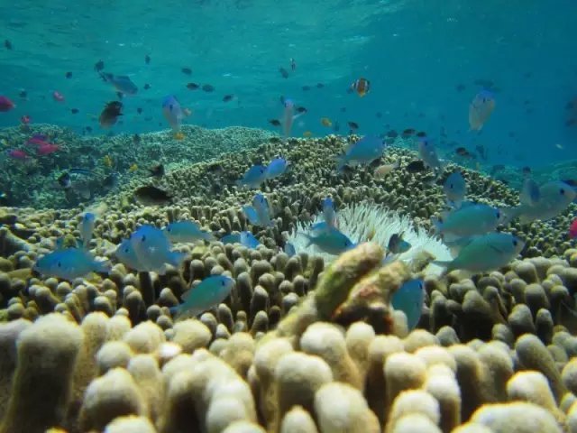 美娜多潜入深圳的海洋,新晋网红岛视频