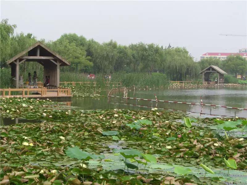 上海100个公园图片,上海有哪些免费的国家级公园