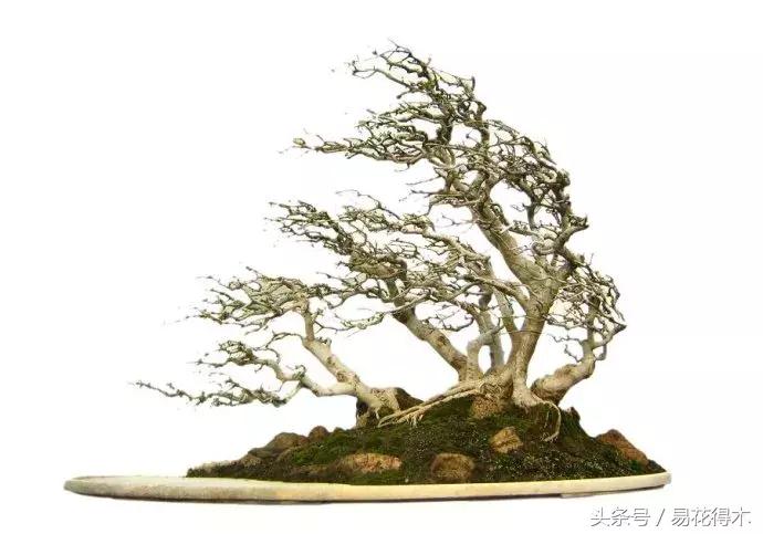 花卉黄叶怎么处理最简单的方法,让花卉快速生长不黄叶的小方法