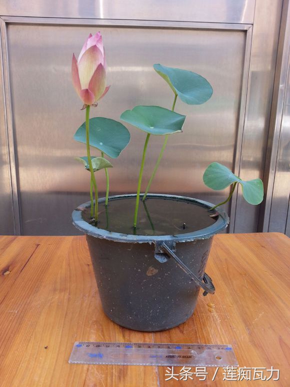 荷花种在桶里再放在缸里,碗莲这种放在碗里就能开花的荷花