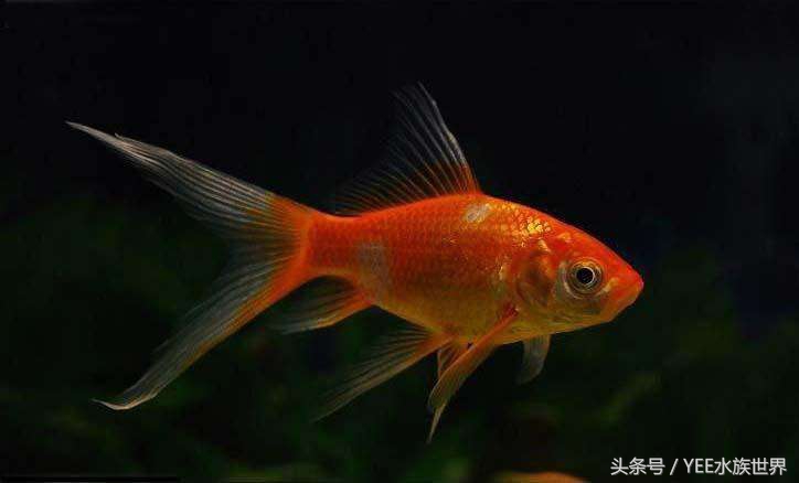 鱼缸过滤用海绵好还是过滤棉好,1.5米鱼缸过滤系统制作教程