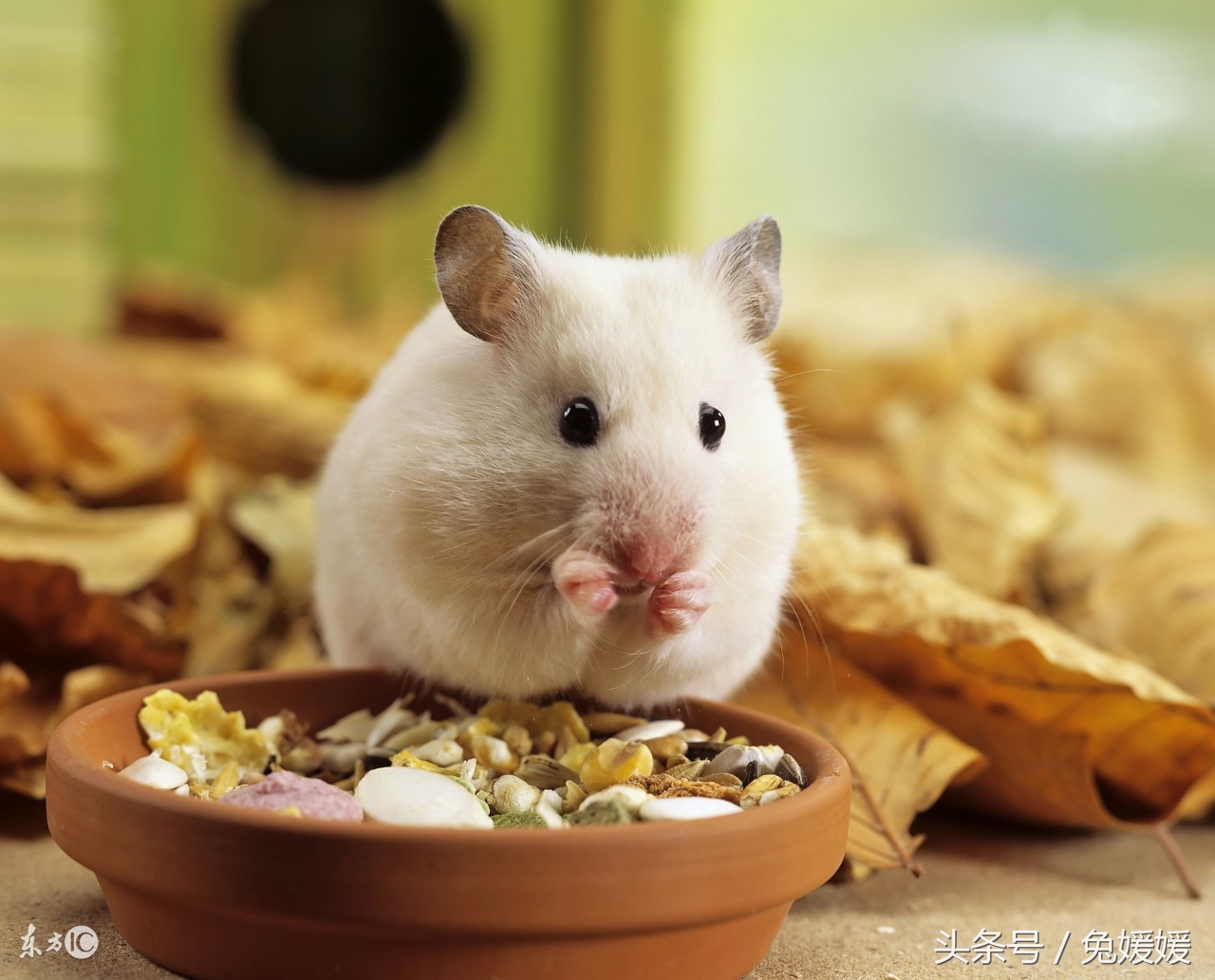 所有仓鼠科类动物,啮齿类动物仓鼠