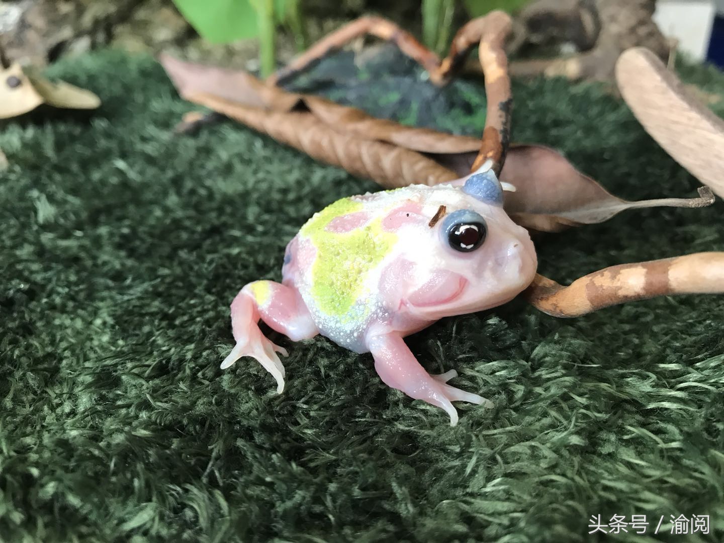 策划｜重庆崽儿养宠物蛙十年花近百万